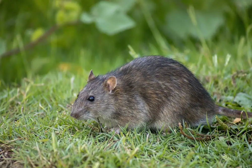 Un rat dans l'herbe