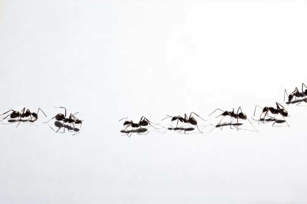 Traitement fourmis à Saint-Sulpice-de-Pommiers