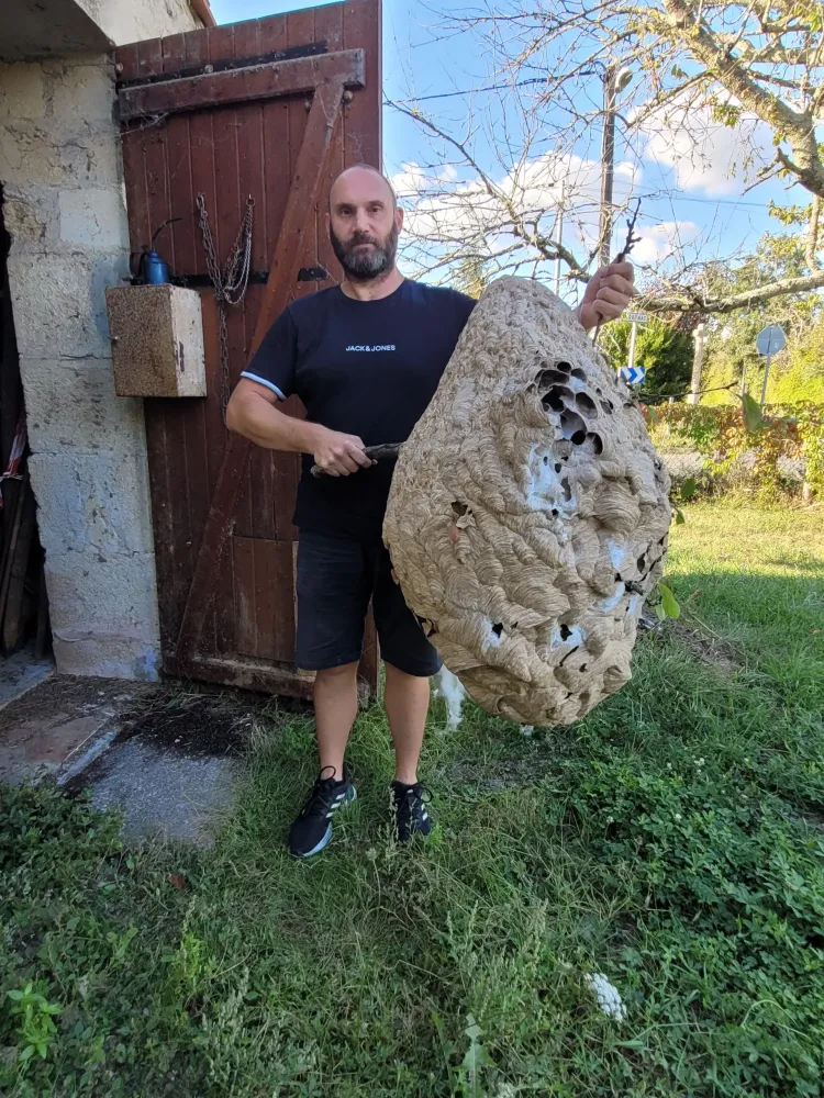 Un gros nid d'insectes
