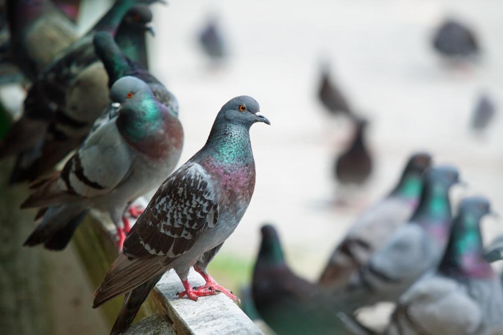 Dépigeonnage à Saint-Sulpice-de-Pommiers